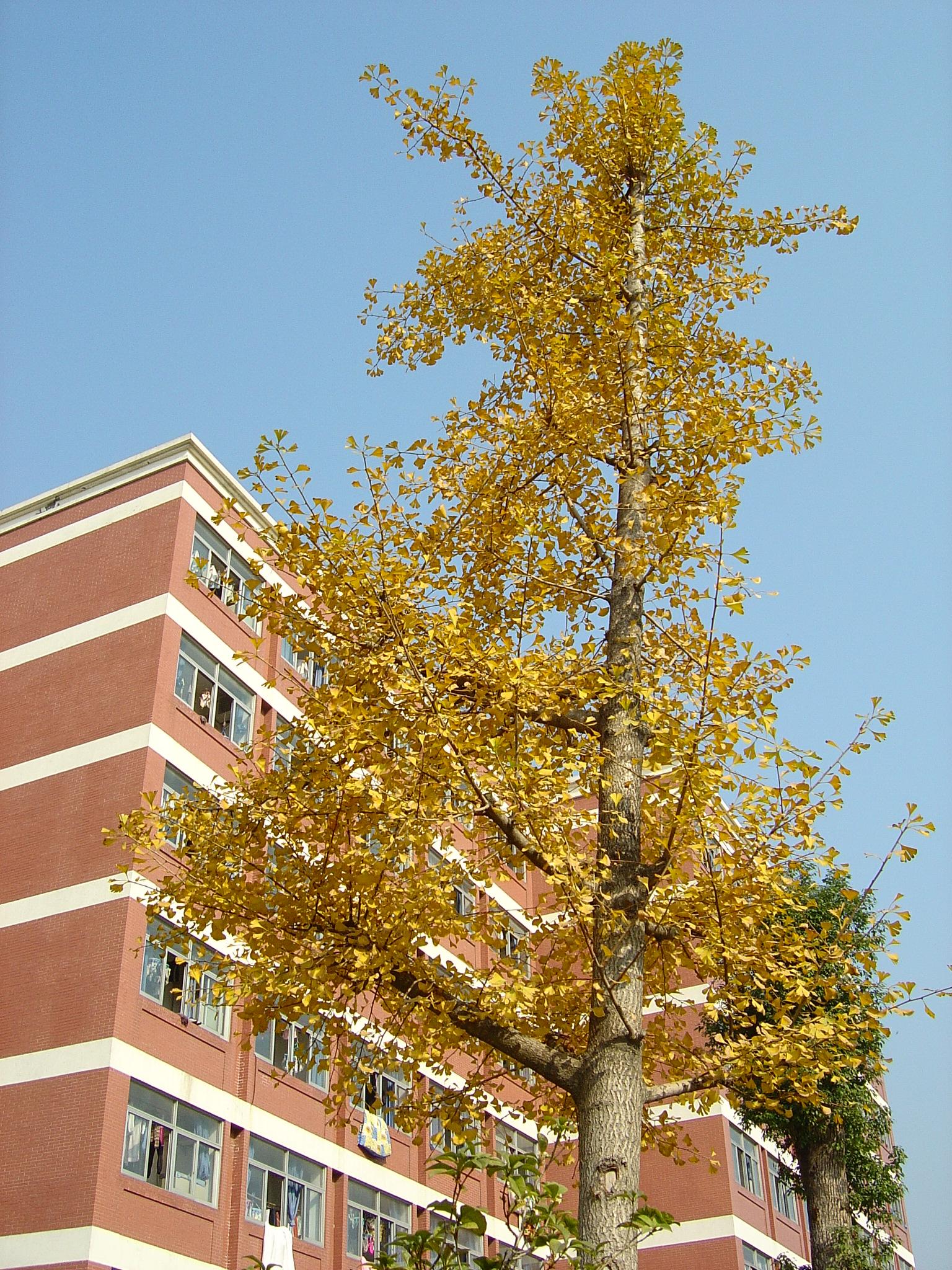 校园的银杏树.jpg